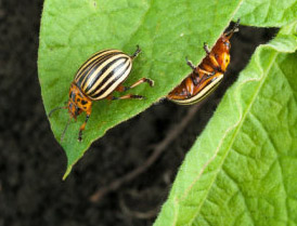 Potato Beetle, adaptable to climate change