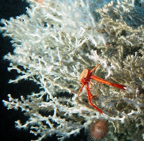 cold water coral image