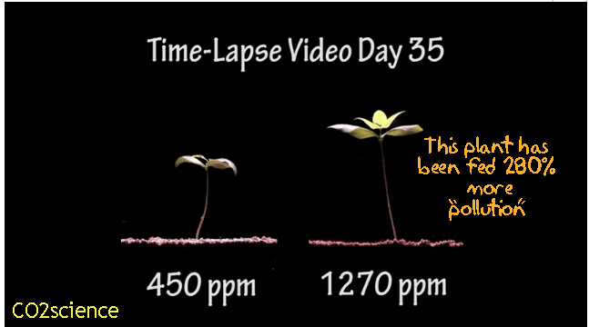 Plant growth with enriched CO2