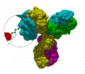 Antibody, 