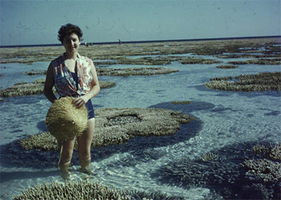 Corals, Marohasy, Heron Island. Photo.