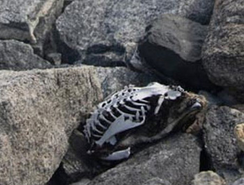 Penguin skeleton, Antarctica.