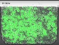 Bacteria, quorum, explode, lysis.