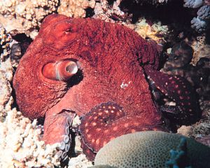 Octopus, Photo.