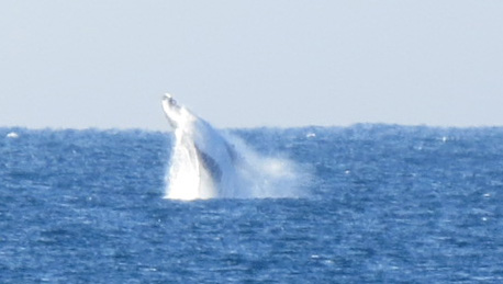 Whale leaping.